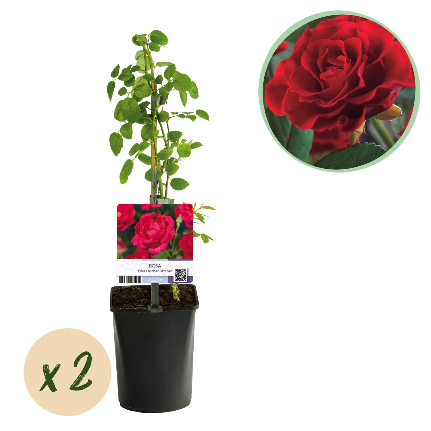 Plant and Stories Rosier Paul Scarlet grimpant rouge pot 11cm lot 2
