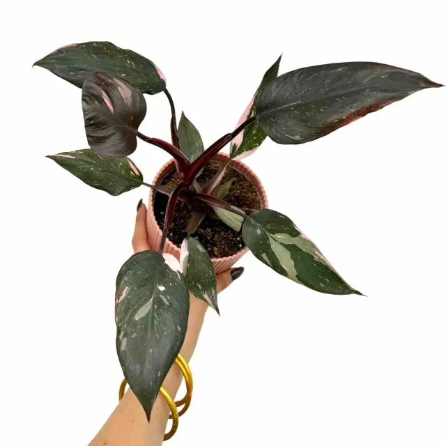 Plant and Stories Philodendron Pink Princess plante d'intérieur pot 6 cm panachée