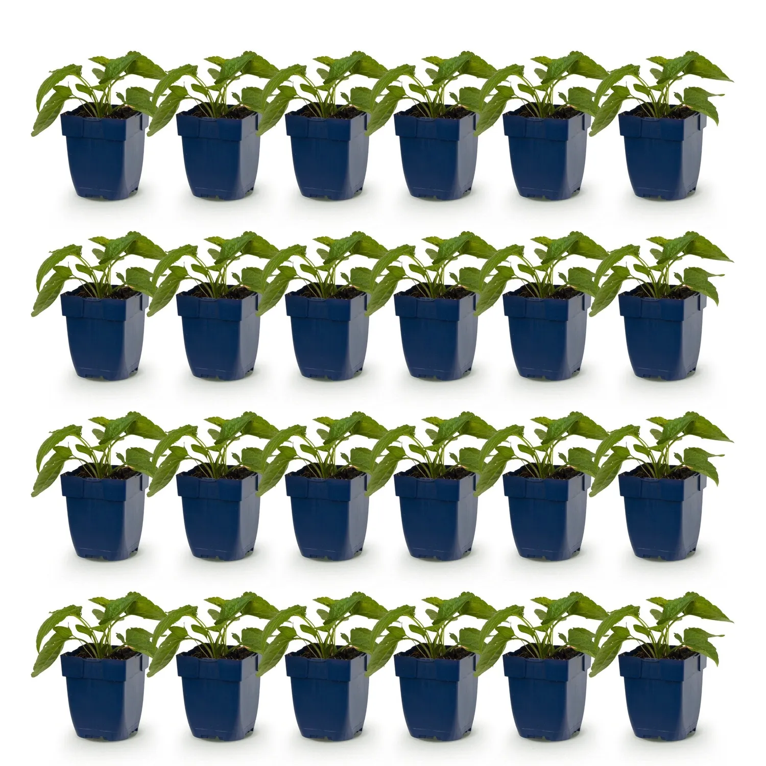 Plant and Stories Rudbeckie Goldsturm vivace pot 11 cm jaune