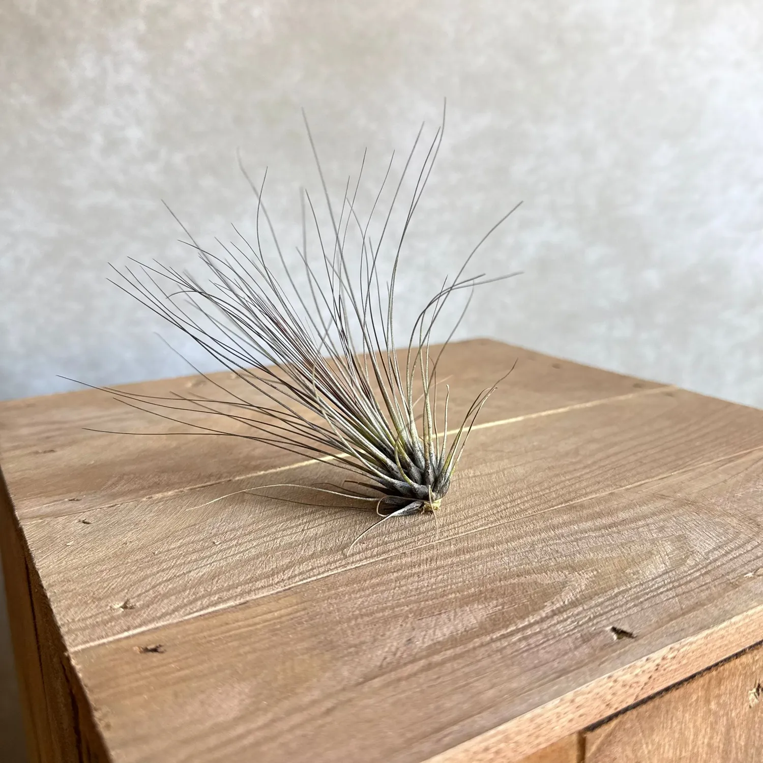 Airplantshop Tillandsia filifolia plante aérienne fine 10-12 cm