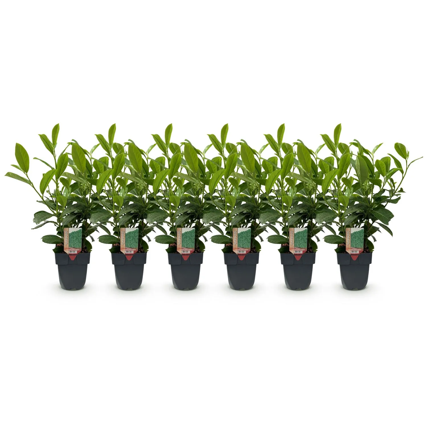 Plant and Stories Laurier-cerise Rotundifolia plante de haie lot 6 persistant