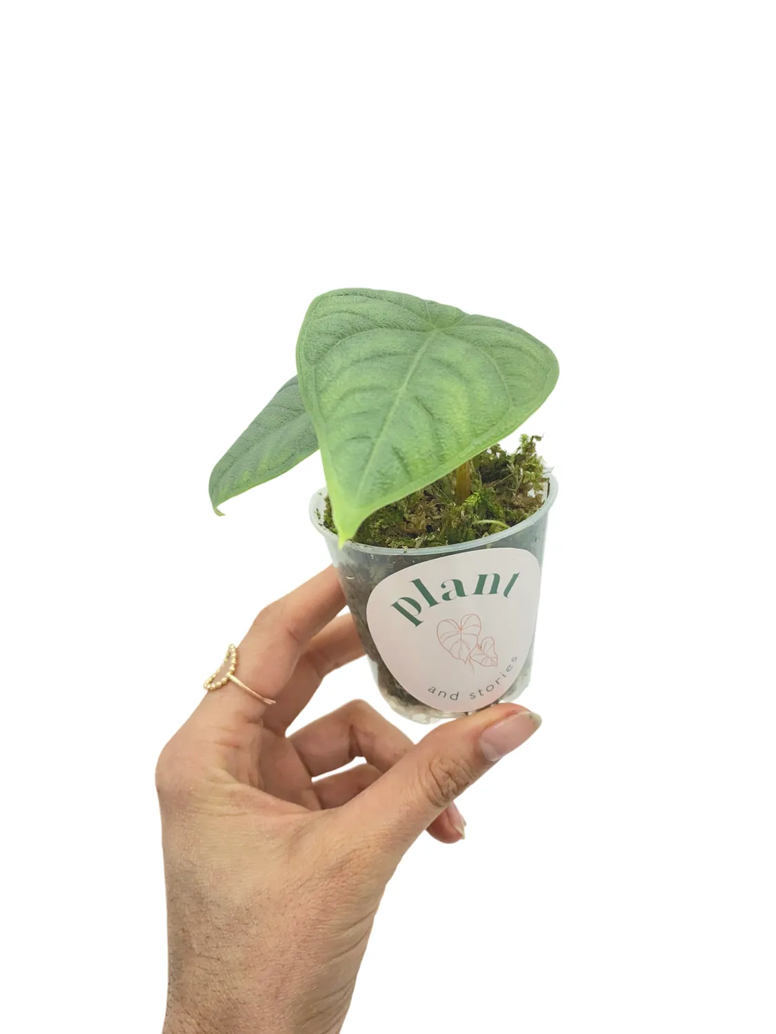 Plant and Stories Alocasia Melo plante pot 6 cm feuilles gaufrées