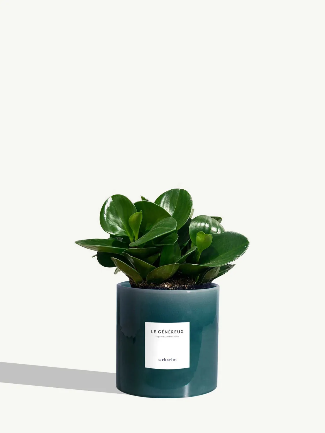 By Charlot Le Généreux peperomia plante pot 14 cm