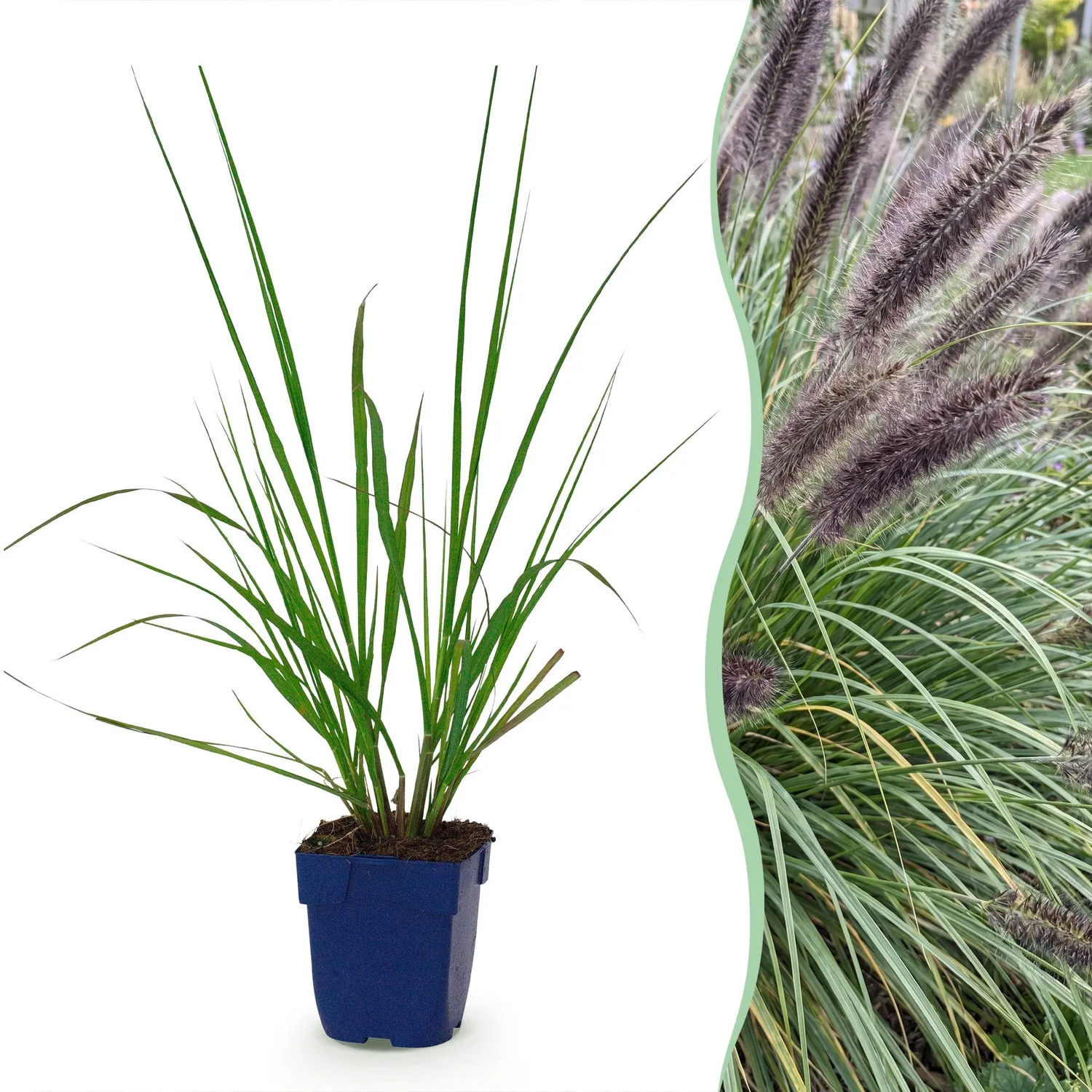 PLANT AND STORIES Herbe aux écouvillons Black Beauty graminée pot 11 cm 1 plant