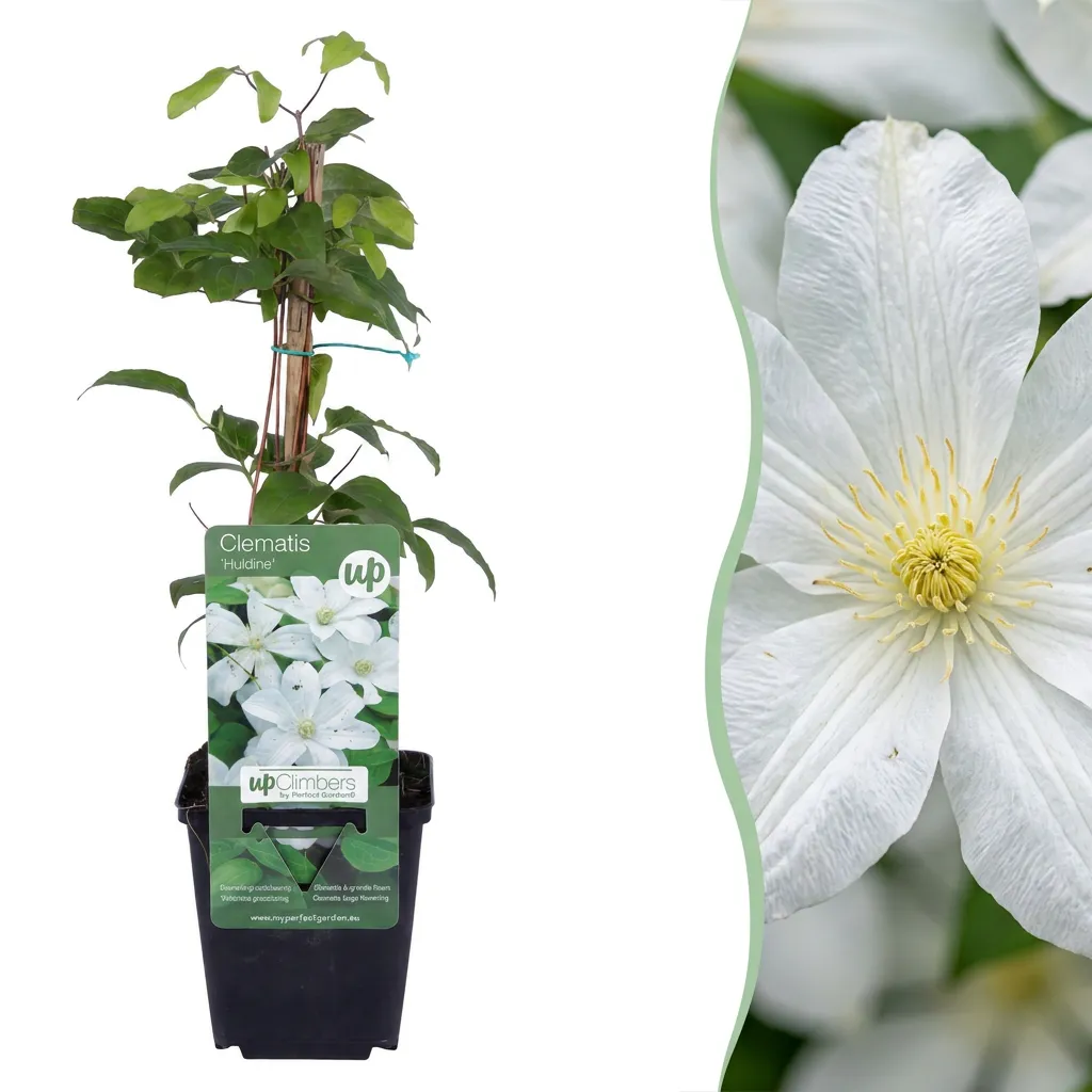 Plant and Stories Clématite Huldine grimpante blanche lot