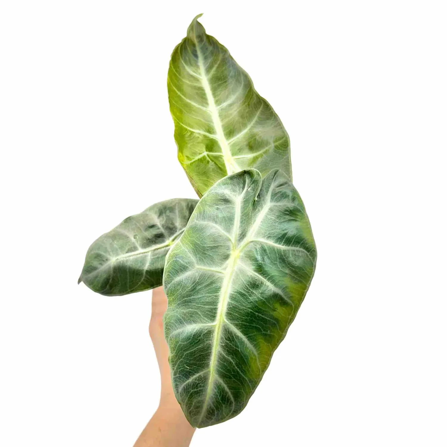 Plant and Stories Alocasia Pink Dragon plante intérieur pot 6 cm