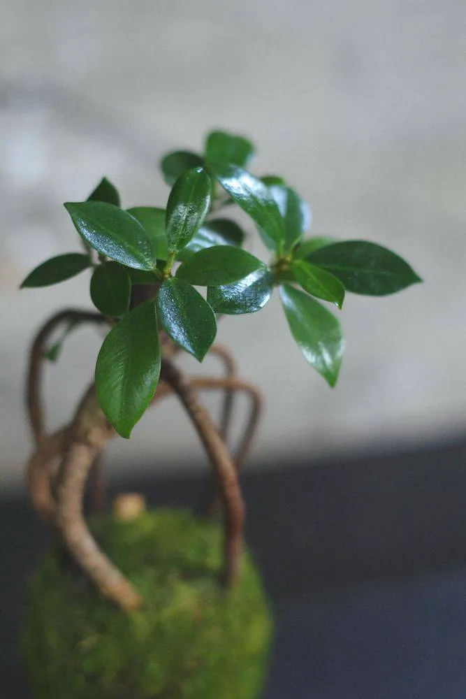 Aquaphyte Kokedama Loropéni ficus ginseng bonsaï