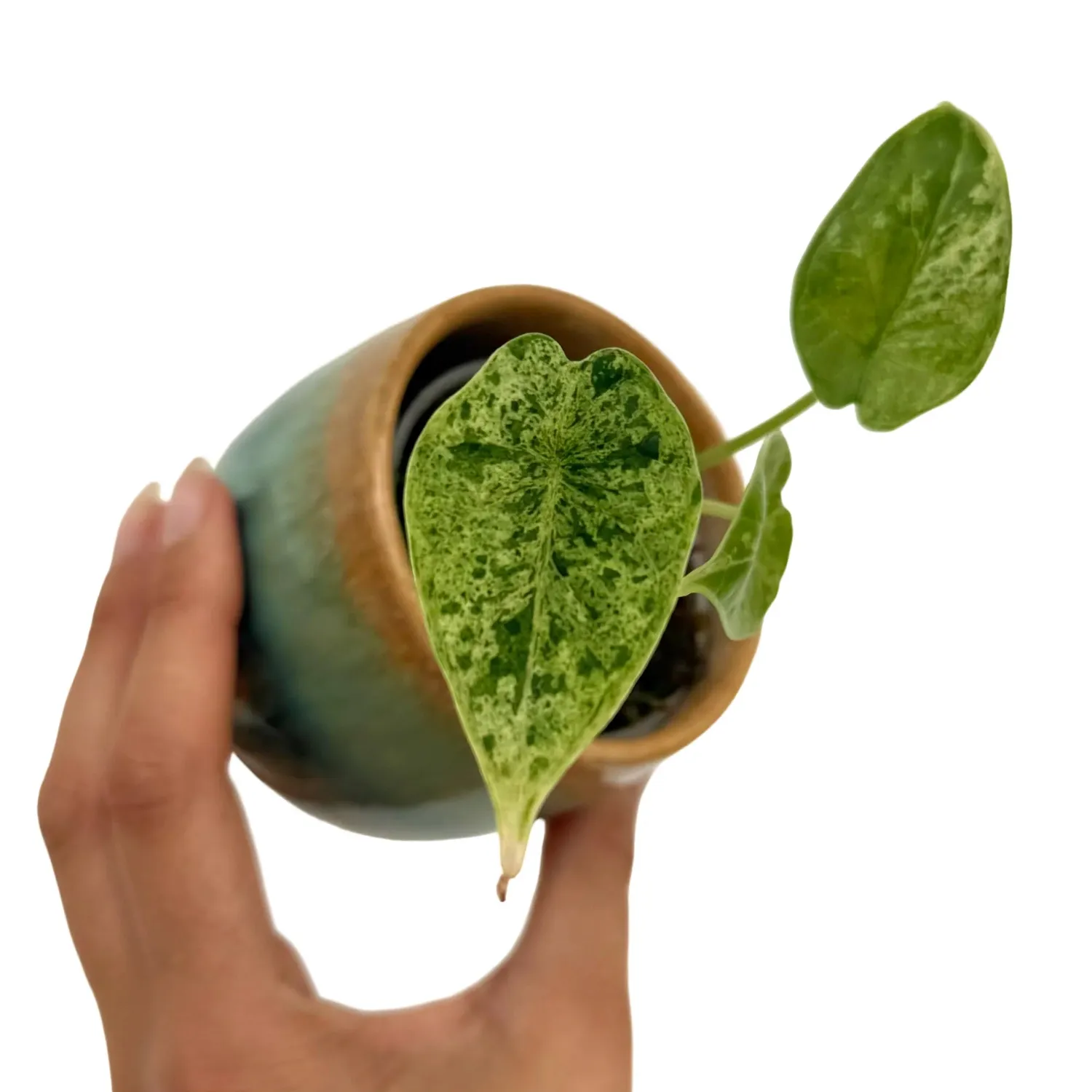 Plant and Stories Marble Mint alocasia plante d'intérieur pot 8 cm