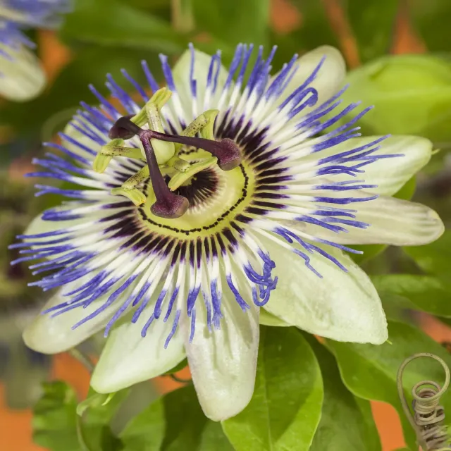 Plant and Stories Passiflore Tricolore grimpante pot 11 cm lot 2