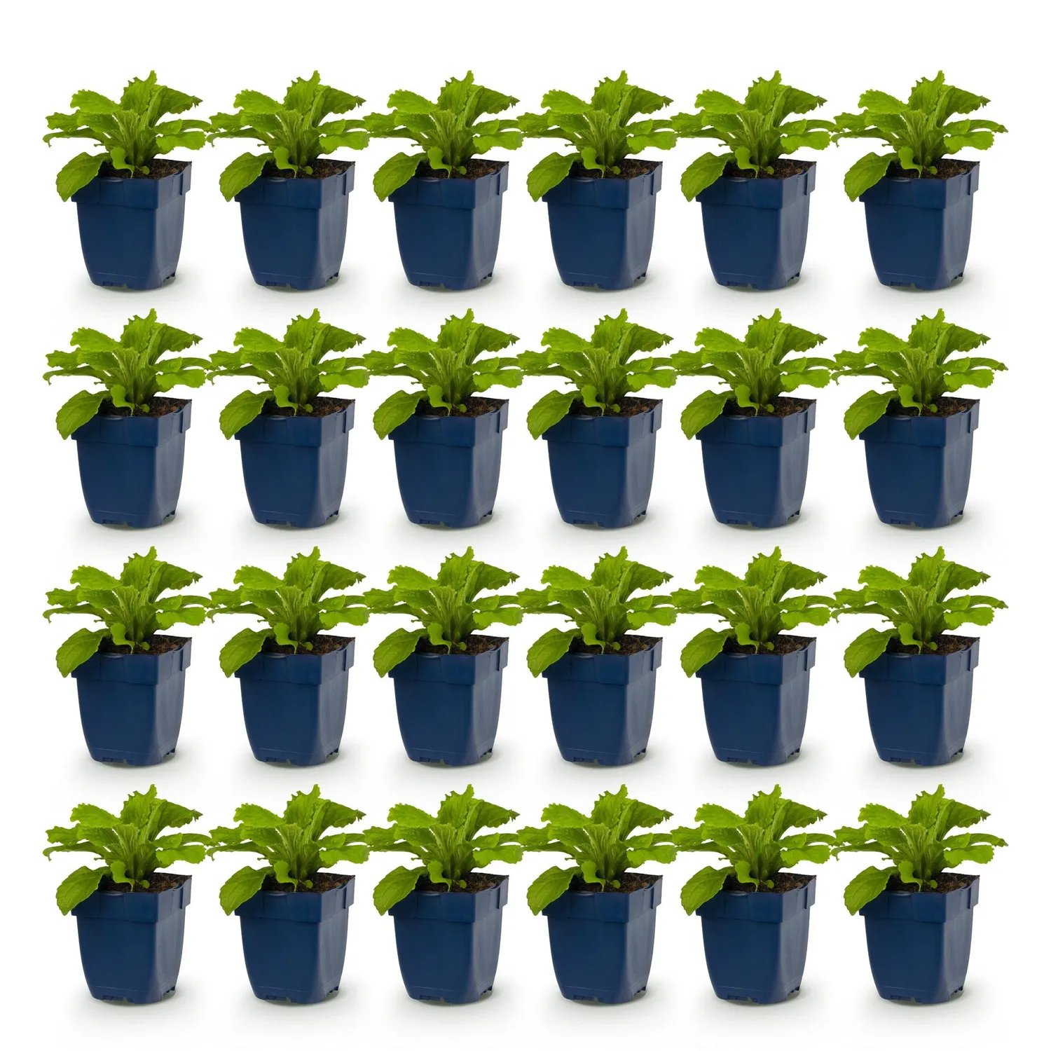 Plant and Stories Digitale Dalmatian Purple vivace pot 11cm 1 plant