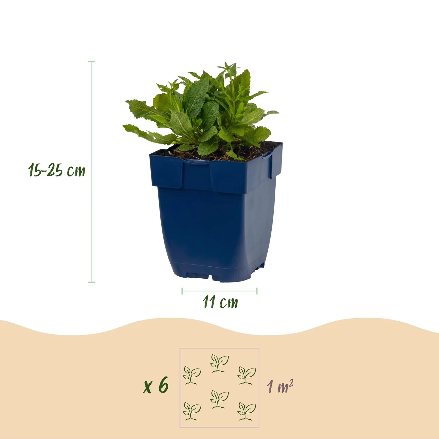 Plant and Stories Schneehügel sauge blanche 3 plants pot 11 cm
