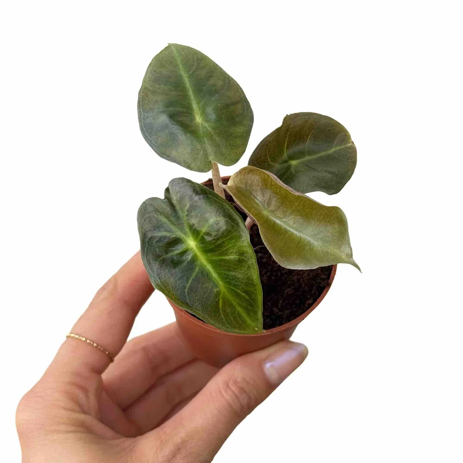 Plant and Stories Alocasia Pink Dragon plante intérieur pot 6 cm