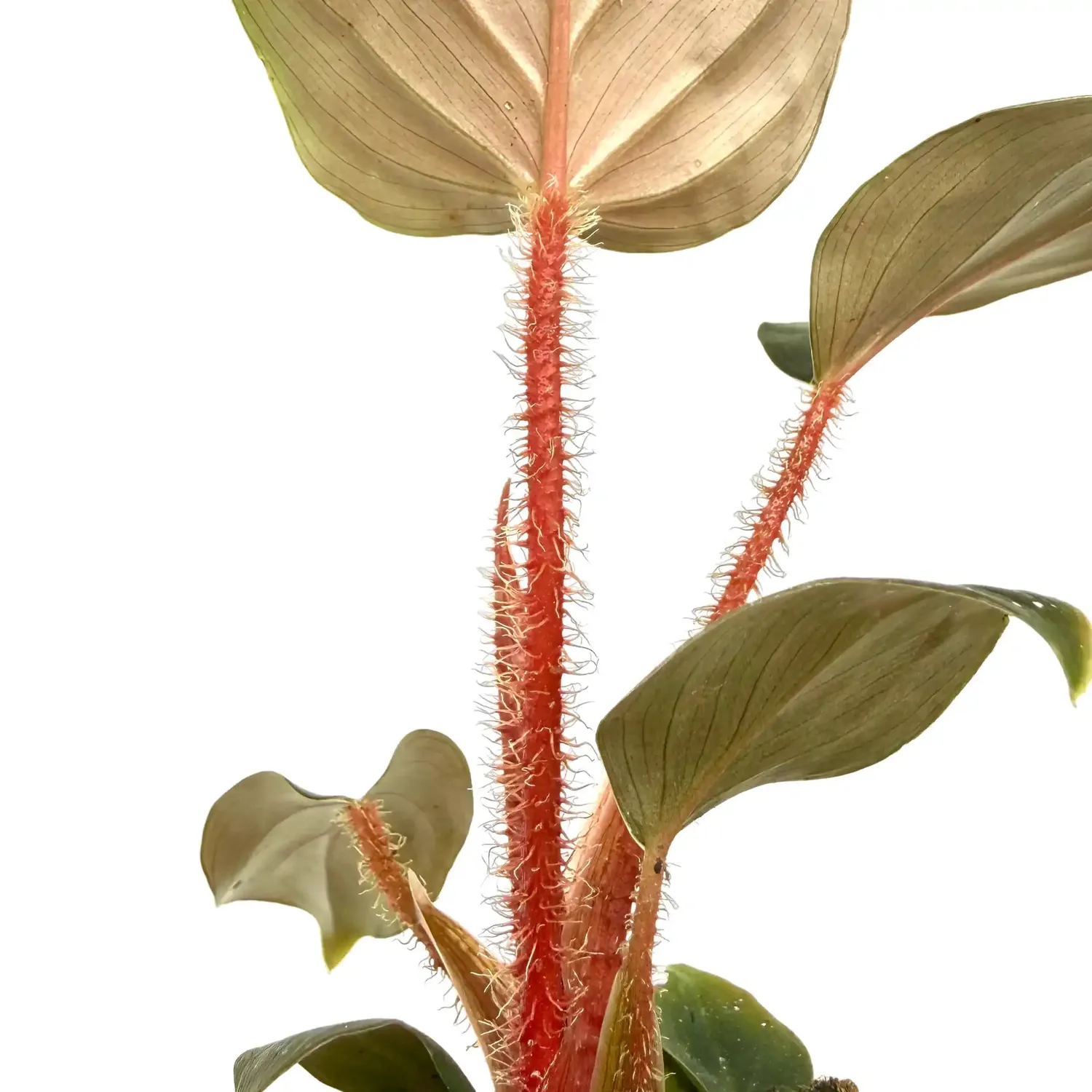 Plant and Stories Philodendron Serpens x Squamiferum plante pot 6 cm