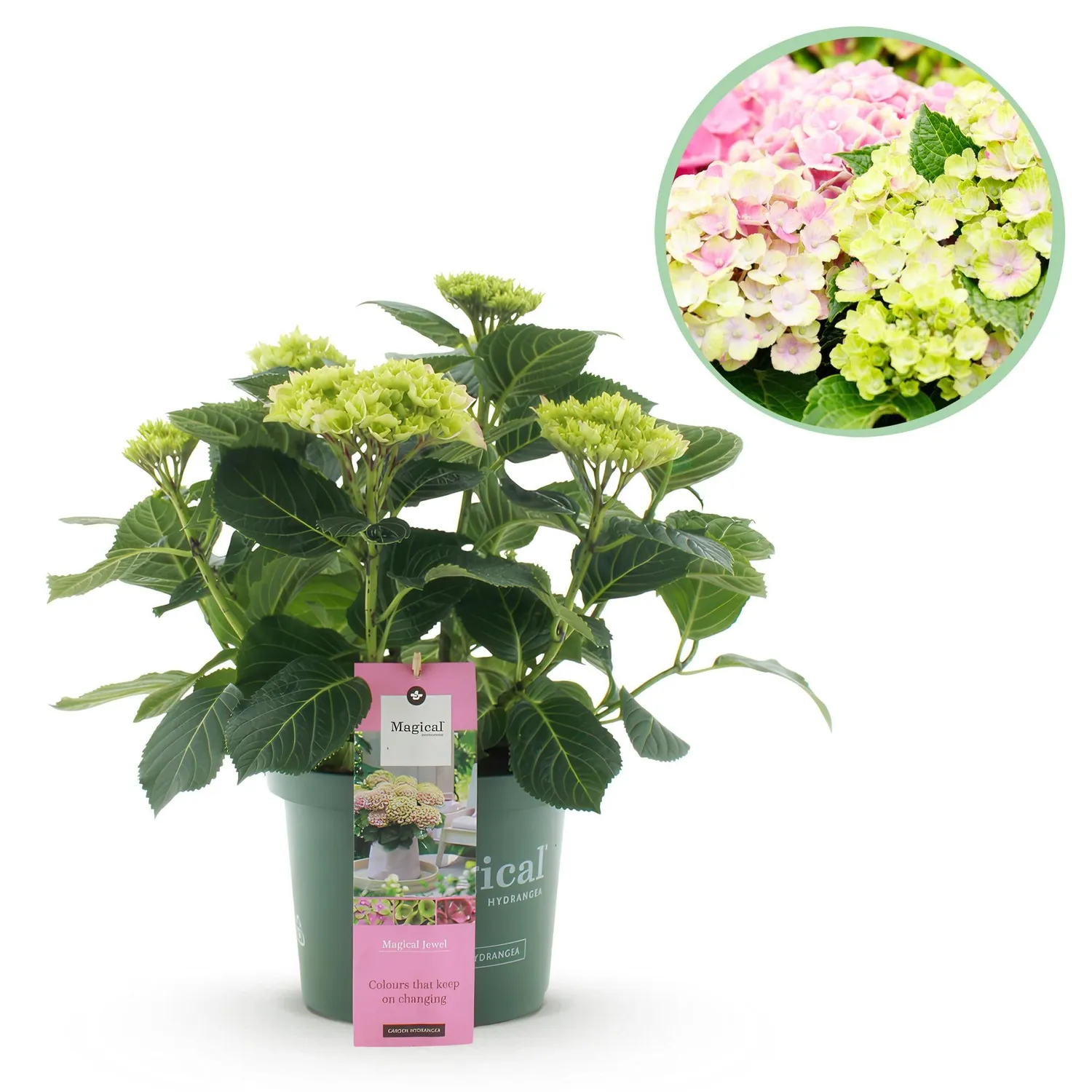 Hortensia Magical Jewel bleu arbuste pot 23cm 55cm