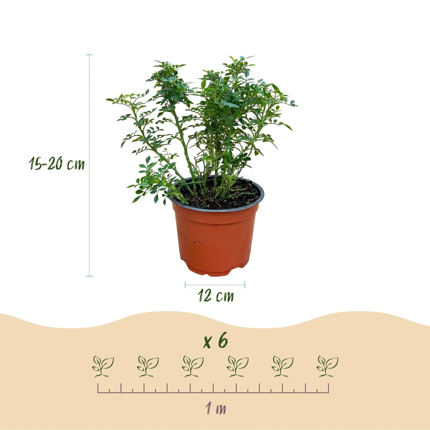 Plant and Stories Cutie Pie rosier buisson 1 plant pot 12 cm parfumé