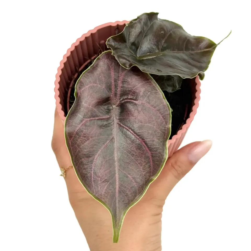 Plant and Stories Azlanii alocasia pot 6 cm