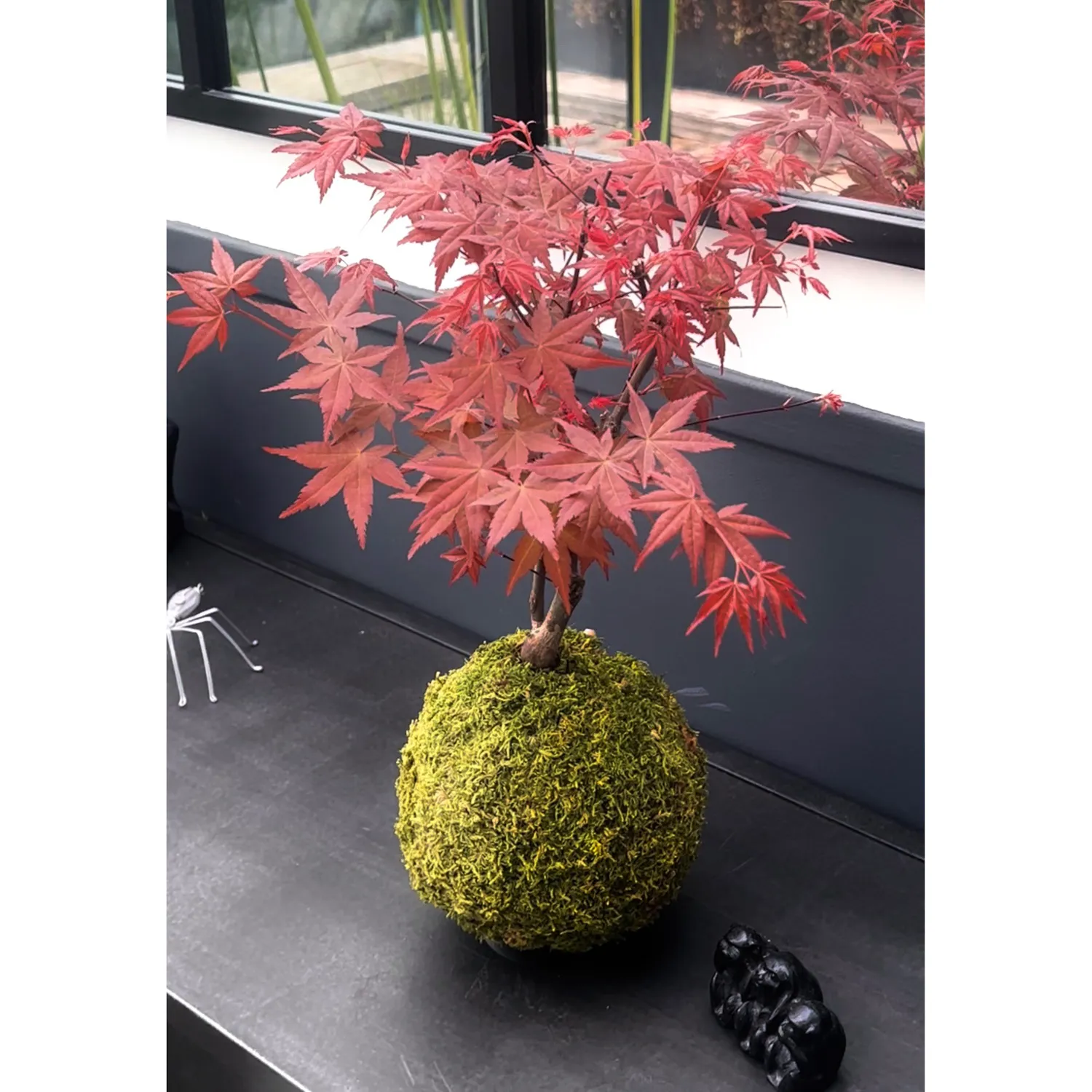 Oh My Green Erable kokedama taille XL feuilles rouges