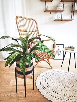 Réconciliation Végétale Romane calathea plante verte mi-ombre dessinée