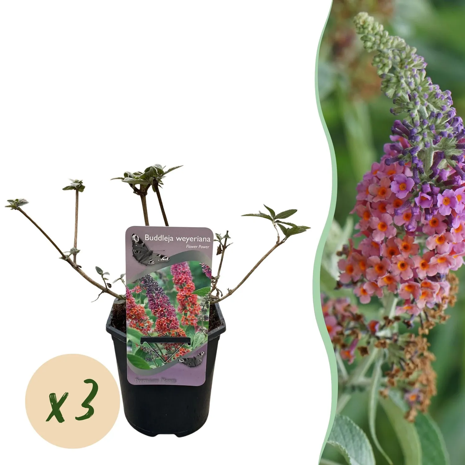 Plant and Stories Flower Power arbre aux papillons 1 plant soleil