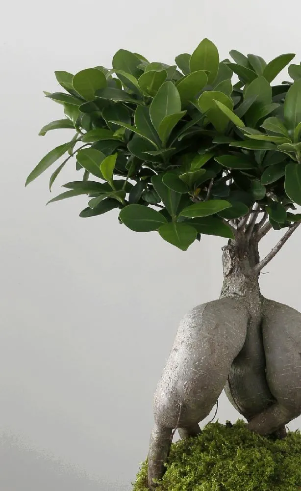 Aquaphyte Daitokuji Shi kokedama ficus ginseng