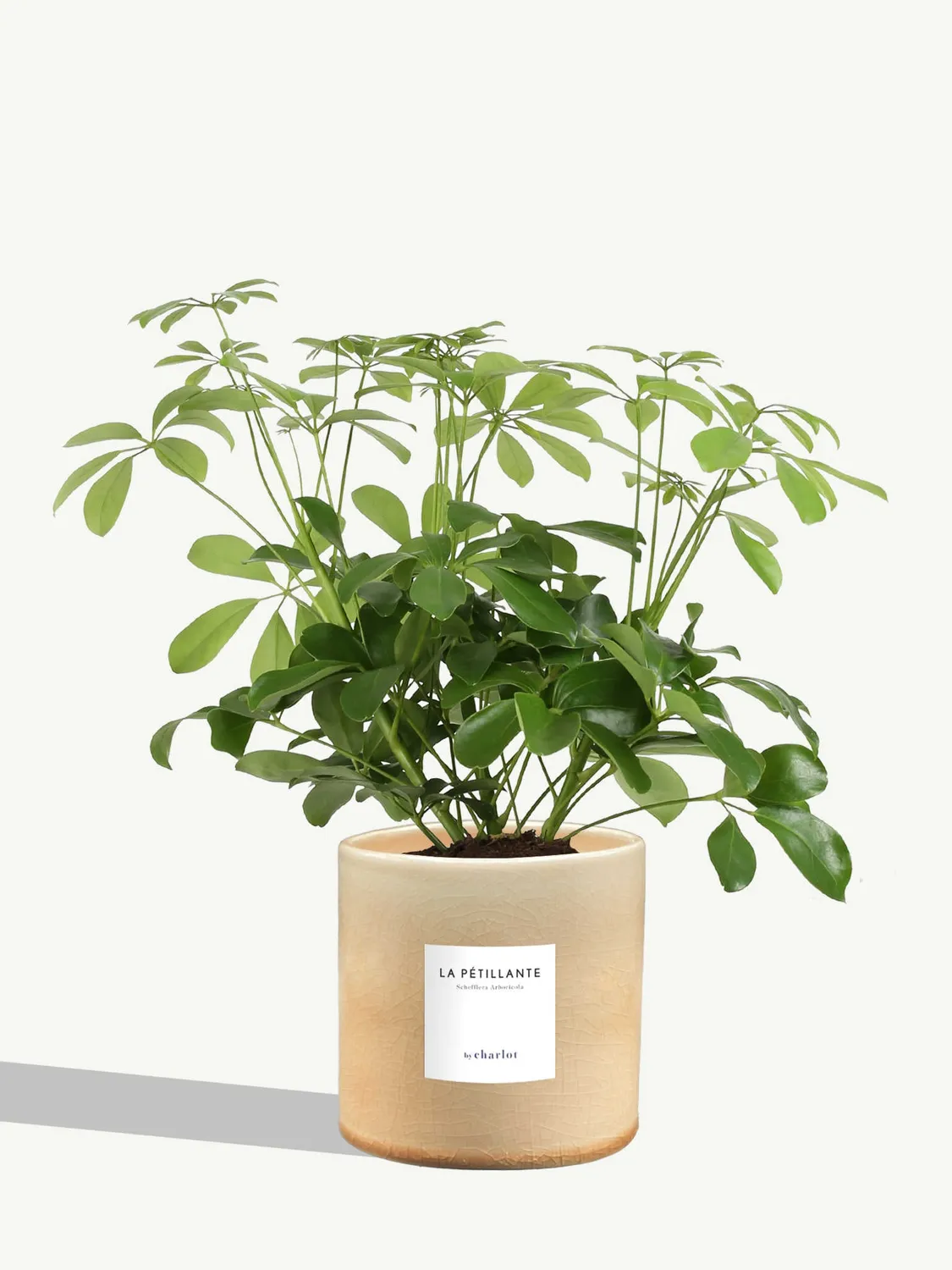 By Charlot La Pétillante plante schefflera M pot 14 cm