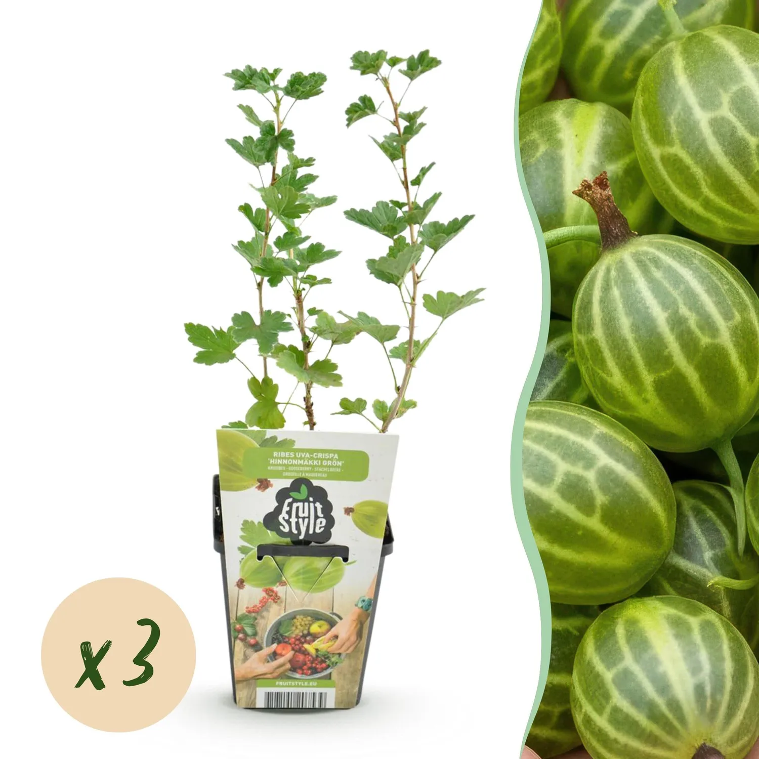 Plant and Stories Groseillier Hinnonmäki fruitier lot 3 pot 9cm sucré