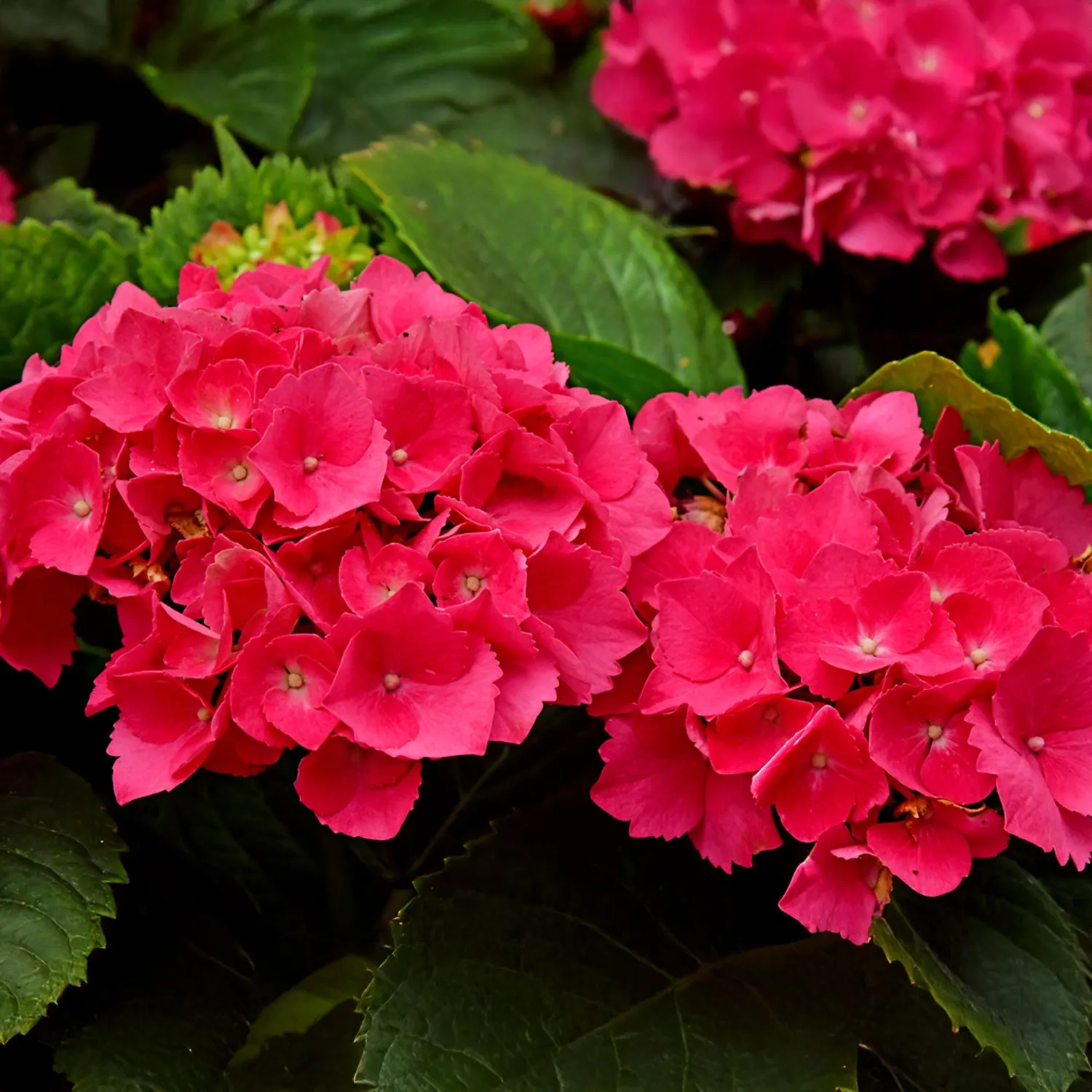 Plant and Stories Hortensia Macrophylla arbuste 1 plante rouge