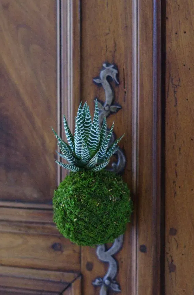 Aquaphyte Lushan Magnet kokedama haworthia zébrée