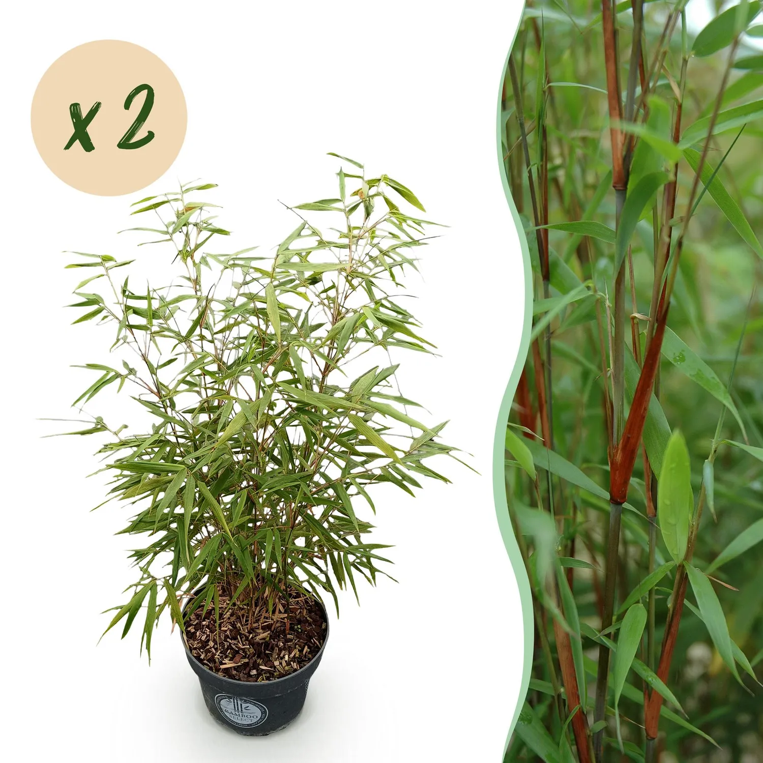 Plant and Stories Asian Wonder bambou Fargesia brise-vue 1 plant