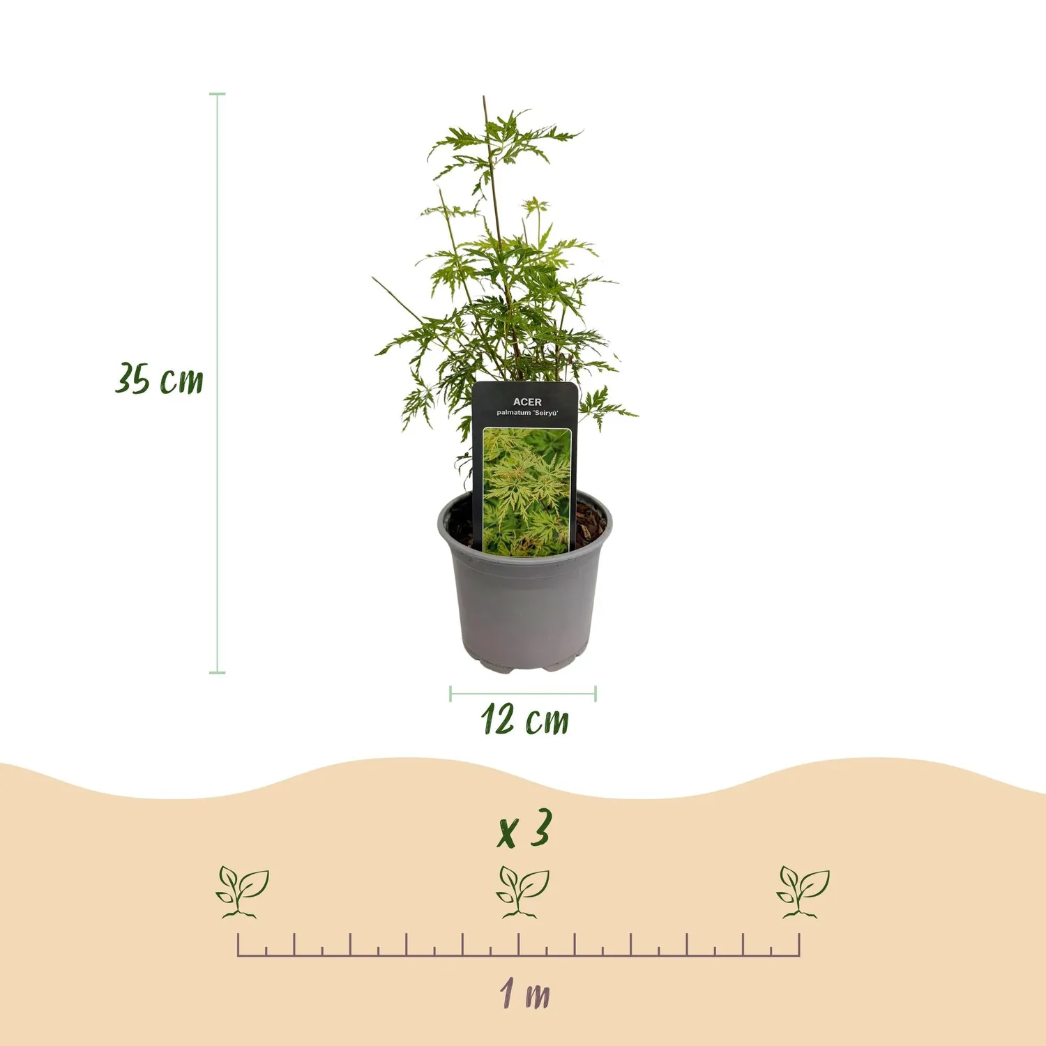 Plant and Stories Seiryu érable du Japon 1 plant pot 12 cm rustique