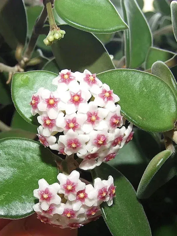 Plant and Stories Hoya Nummularioides plante pot 6 cm parfumée