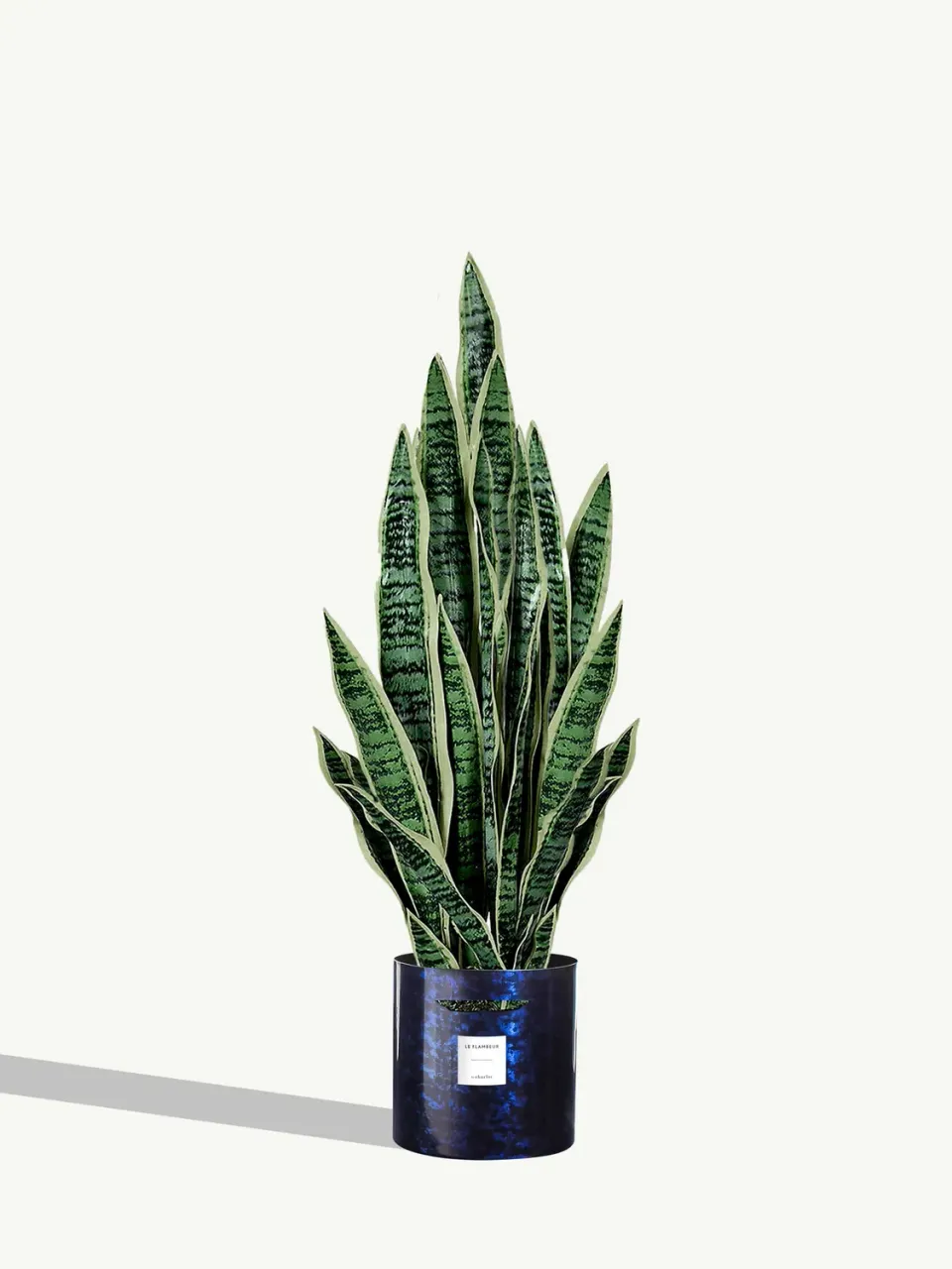 By Charlot Le Flambeur plante Sansevieria 80 cm avec pot XL