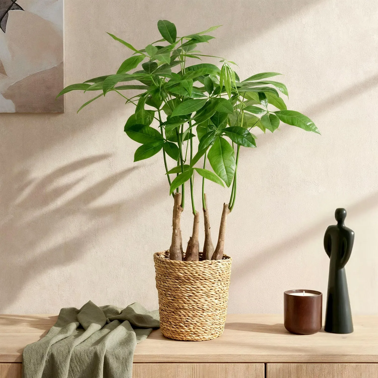 Plant and Stories Pachira Aquatica arbre pot 17 cm tressé