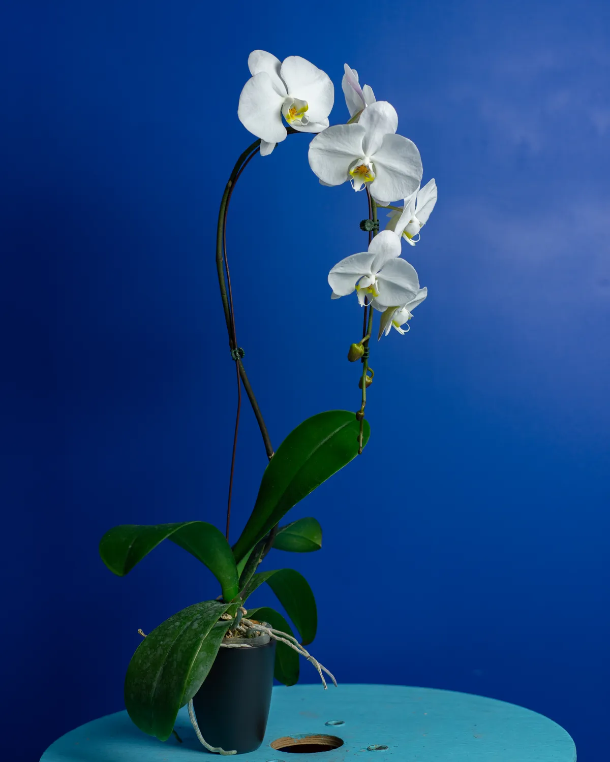 Orchidées de Prestige Brut Cascade Blanc phalaenopsis 10cm