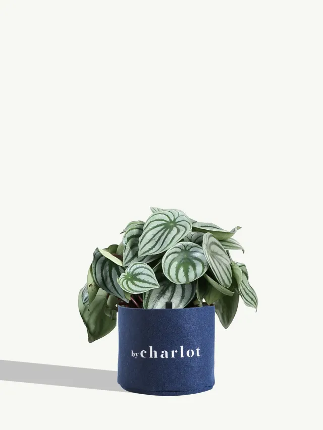 By Charlot Le Magicien grande plante verte pot M