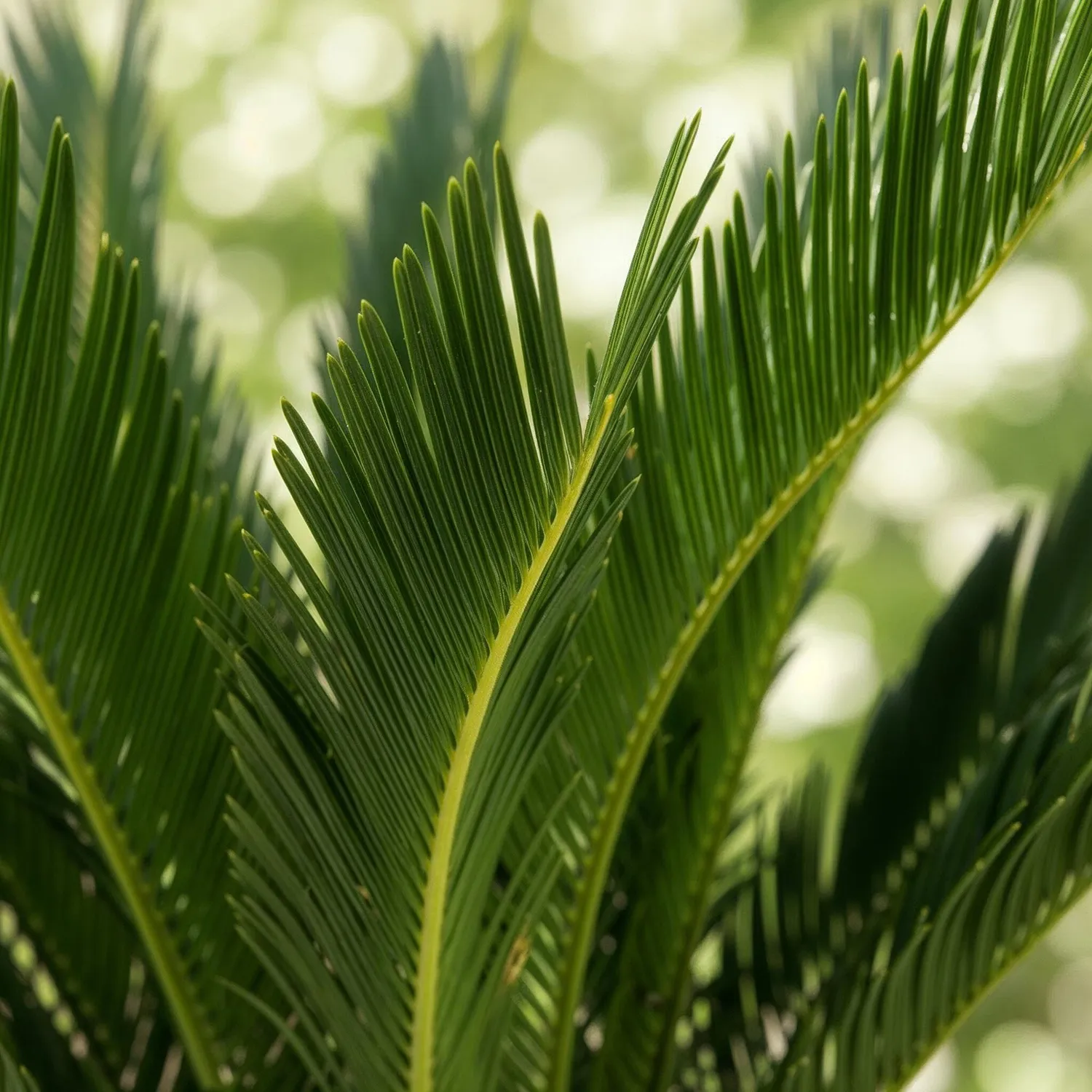 Plant and Stories Cycas Revoluta palmier 1 plante 17cm