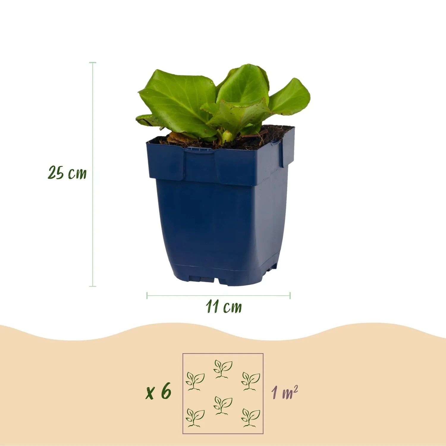 Plant and Stories Bergenia cordifolia vivace ombre 6 plants 25 cm