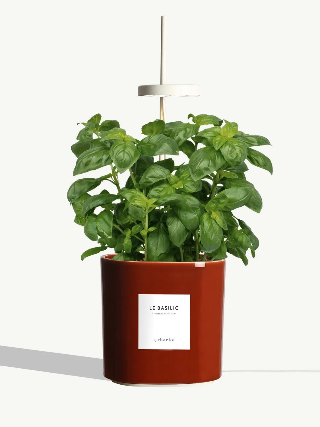 By Charlot Le Basilic plante aromatique potager intérieur