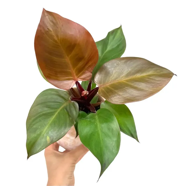 Plant and Stories Philodendron Red Sun plante pot 6 cm cuivré