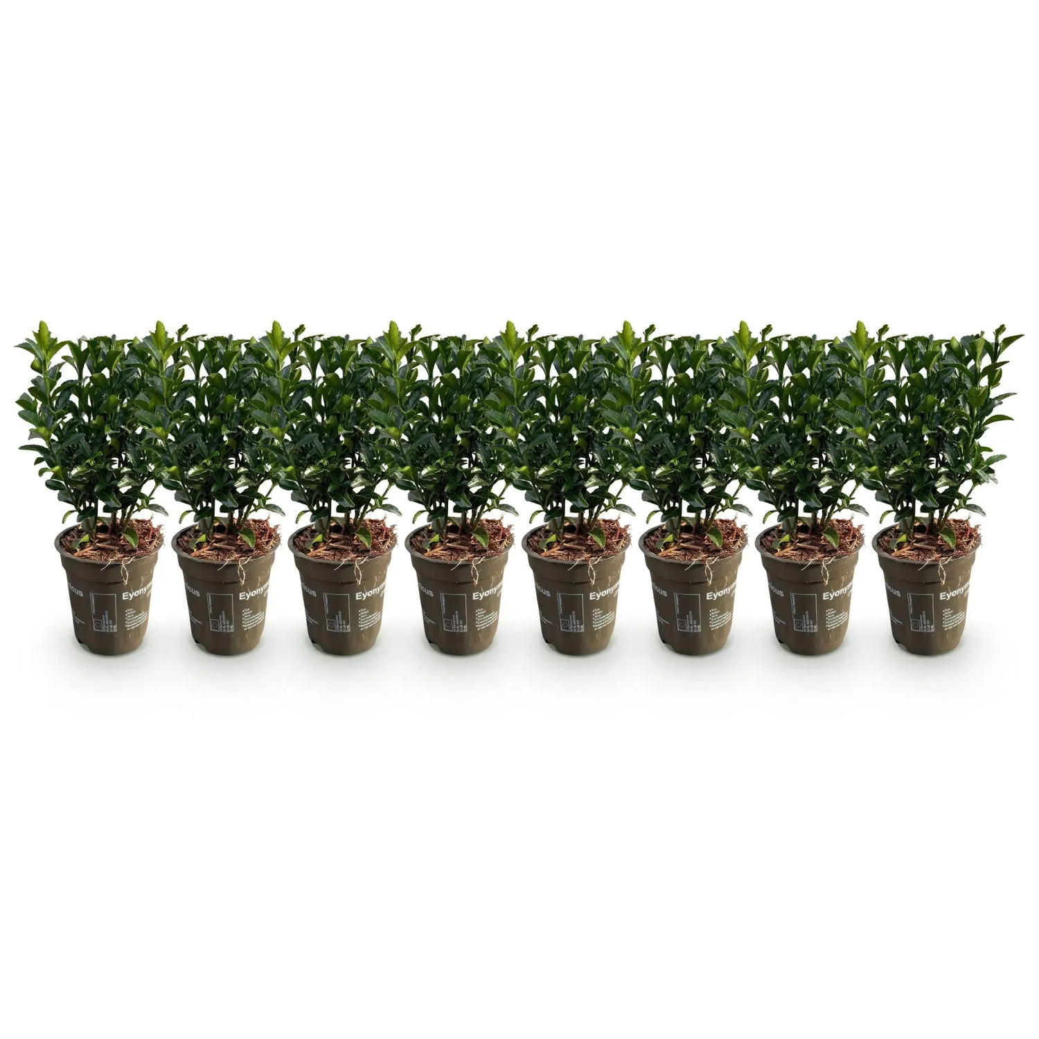 Plant and Stories Fusain Green Spire haie persistante 8 plants 9cm