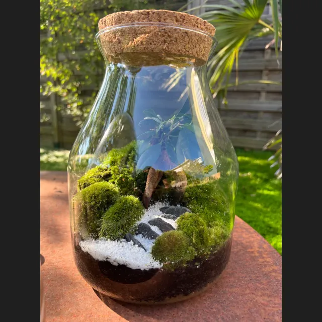 Oh My Green Ficus Ginseng kokedama taille S lumière douce