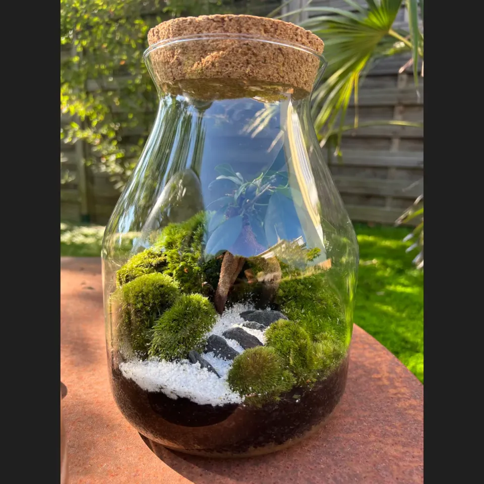 Oh My Green Ficus Ginseng kokedama taille S lumière douce