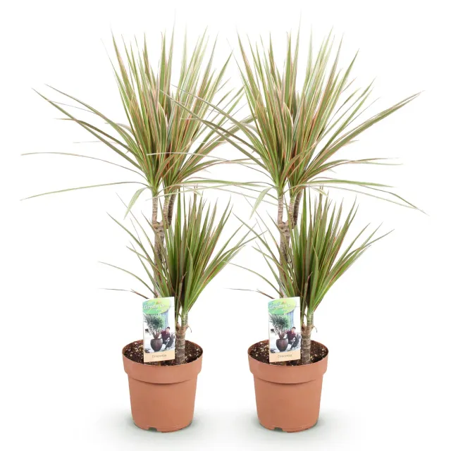 Plant and Stories dracaena Marginata Bicolor plante lot 2