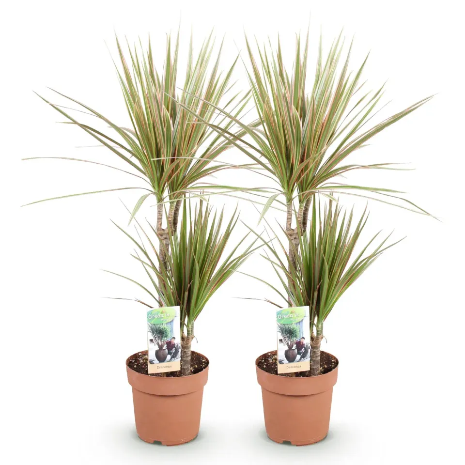 Plant and Stories dracaena Marginata Bicolor plante lot 2