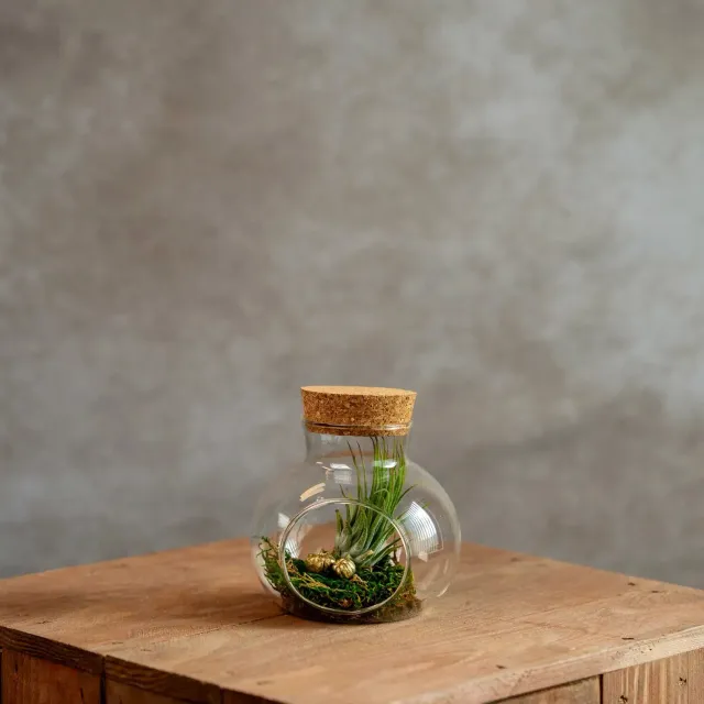Airplantshop Petit Pot Liège Plante Aérienne Ionantha Mousse