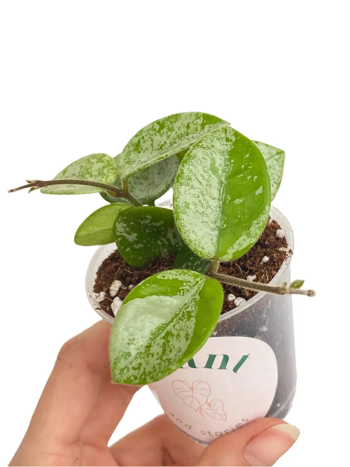 Plant and Stories Hoya Mathilde Splash plante pot 6 cm