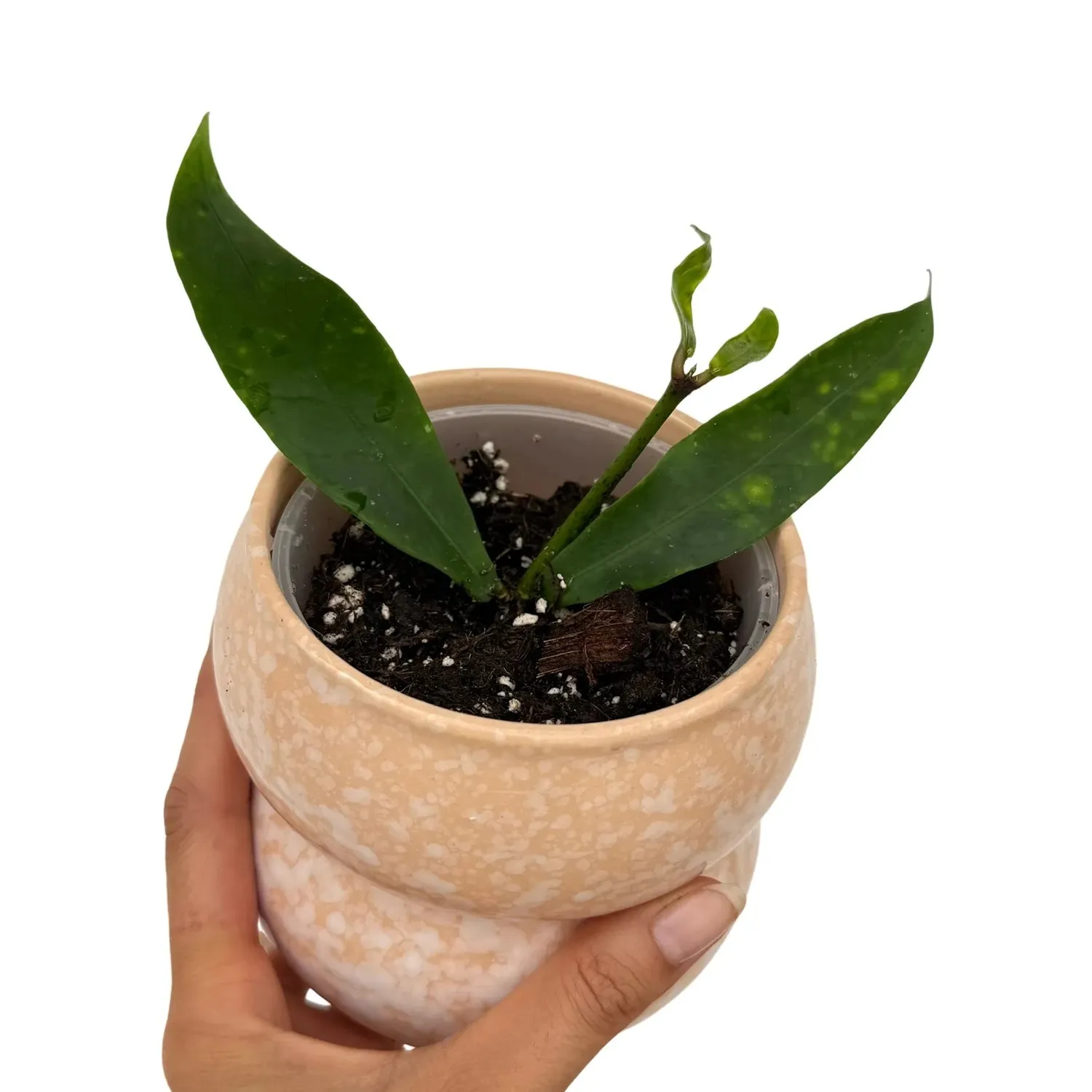 Plant and Stories Hoya Lobbii Red Flowers plante pot 12 cm rouge