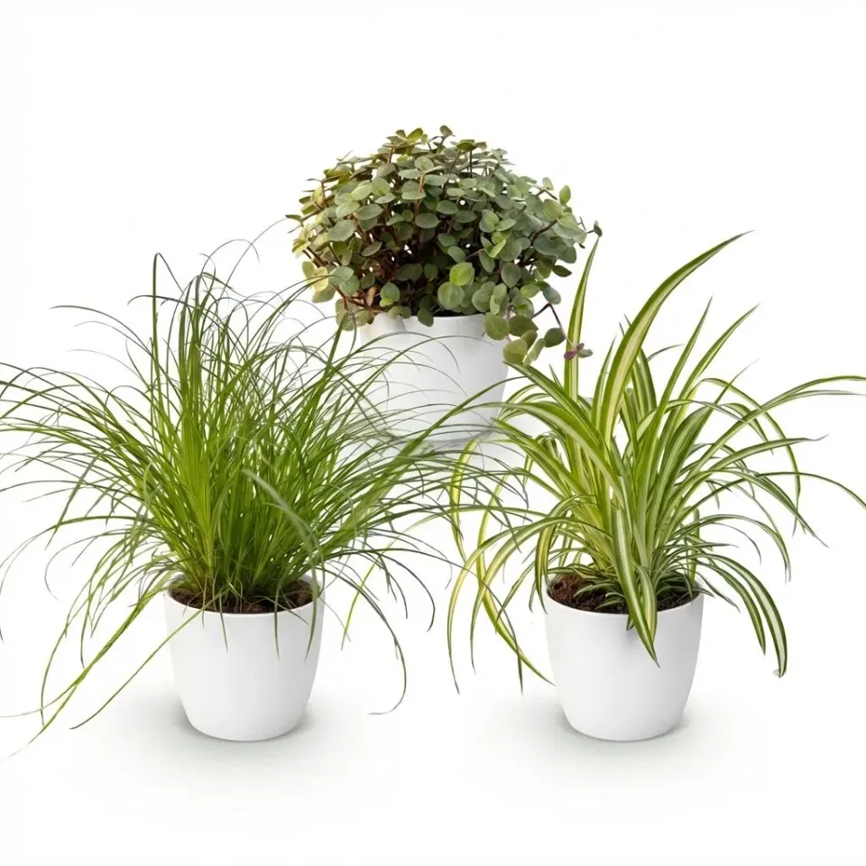 Plant and Stories Cyperus Calissia Chlorophytum plantes pot 12 cm blanc