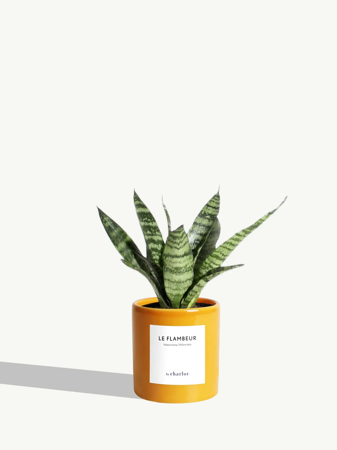 By Charlot Le Flambeur petite plante sansevieria XS