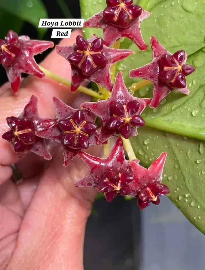 Plant and Stories Hoya Lobbii Red Flowers plante pot 12 cm rouge